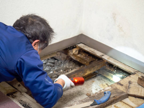Best Water Damage Restoration  in Belle Plaine, KS