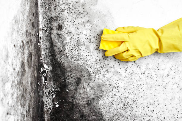 Best Emergency Mold Removal  in Belle Plaine, KS