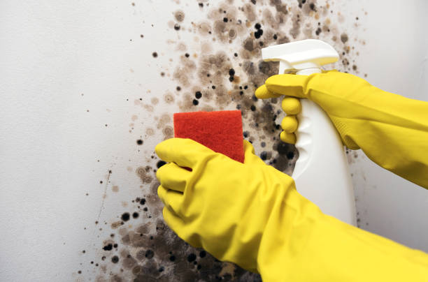 Best Local Mold Removal Service  in Belle Plaine, KS