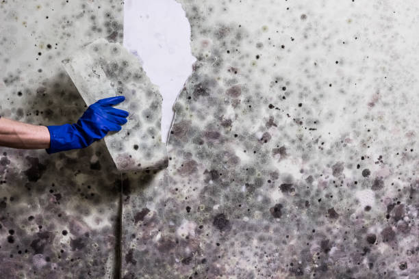 Best Commercial Mold Removal  in Belle Plaine, KS