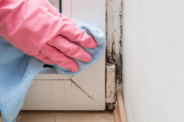 Office Mold Removal Services in Belle Plaine, KS