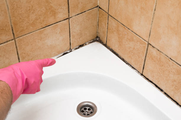 Best Residential Mold Removal  in Belle Plaine, KS